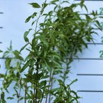 Mandľovník (Prunus amygdalus) ´GROSSA DOLCE´, výška: 180-220 cm, kont. C9L (-18°C)   